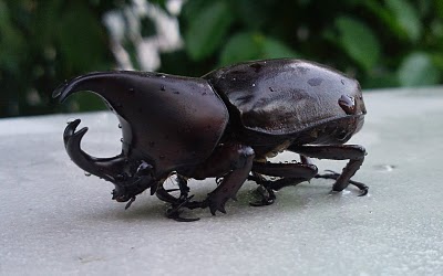 Ugly Beetle